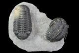 Hollardops & Barrandeops Trilobite Association #71196-1